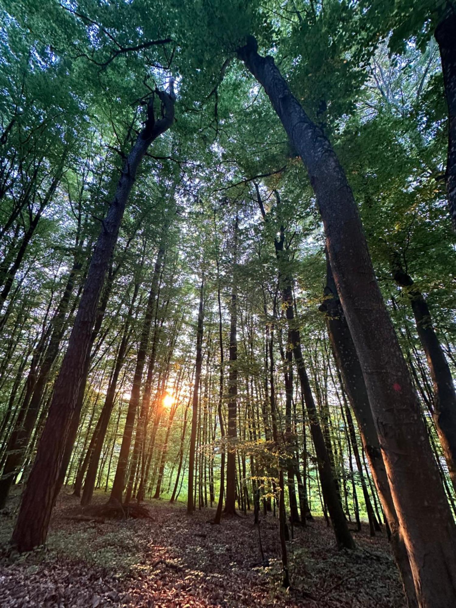 Living Forest Resort Moravske-Toplice Dış mekan fotoğraf